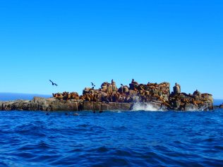La Loberia - Southern Sea Lion Haul Out